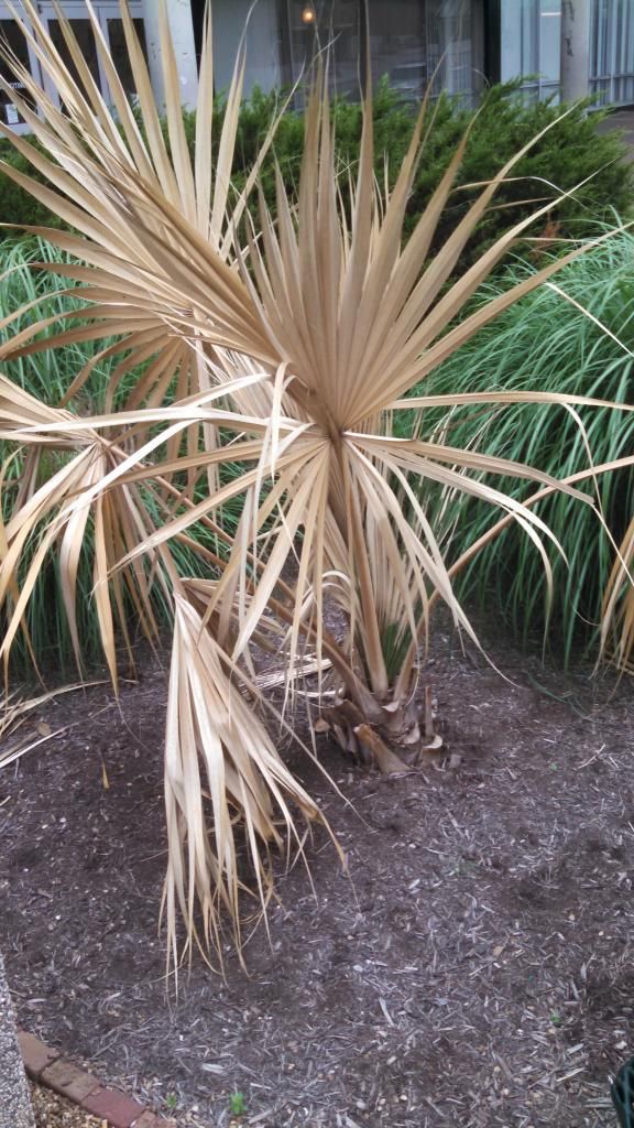 Sabal sp. 'Birmingham' in Knoxville, TN COLD HARDY PALMS PalmTalk